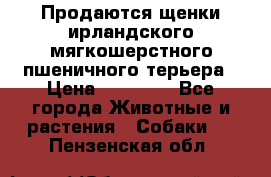 Продаются щенки ирландского мягкошерстного пшеничного терьера › Цена ­ 30 000 - Все города Животные и растения » Собаки   . Пензенская обл.